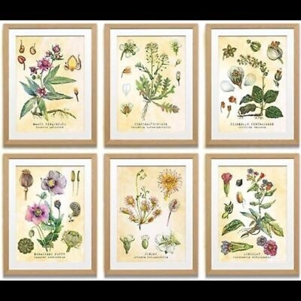New Set of Six 8 X 10 Unframed Botanical Prints by Tavenly Spring‎ Summer